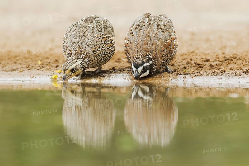 Northern Bobwhite (Colinus virginianus)