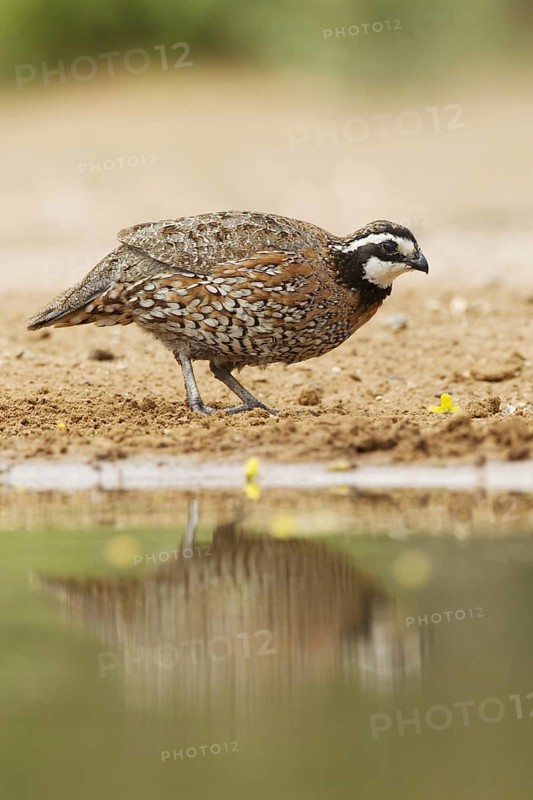 Northern Bobwhite (Colinus virginianus)