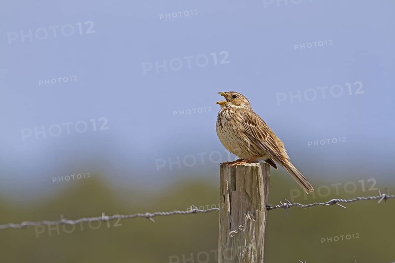 Corn Bunting (Miliaria calandra)