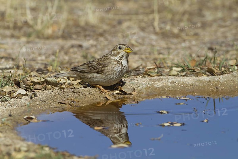 Corn Bunting (Miliaria calandra)