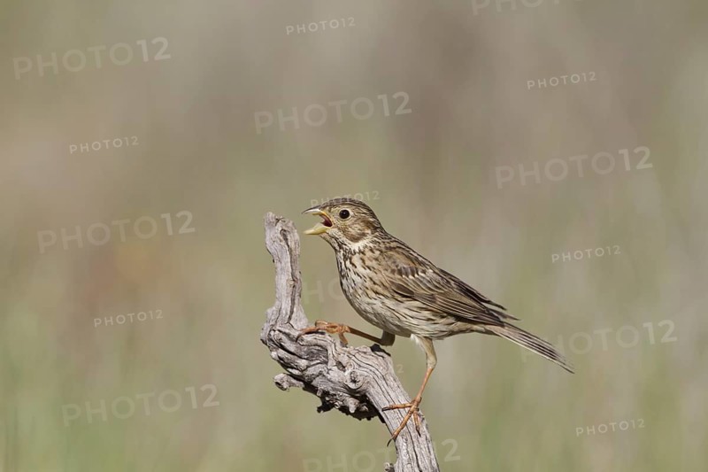 Corn Bunting (Miliaria calandra)