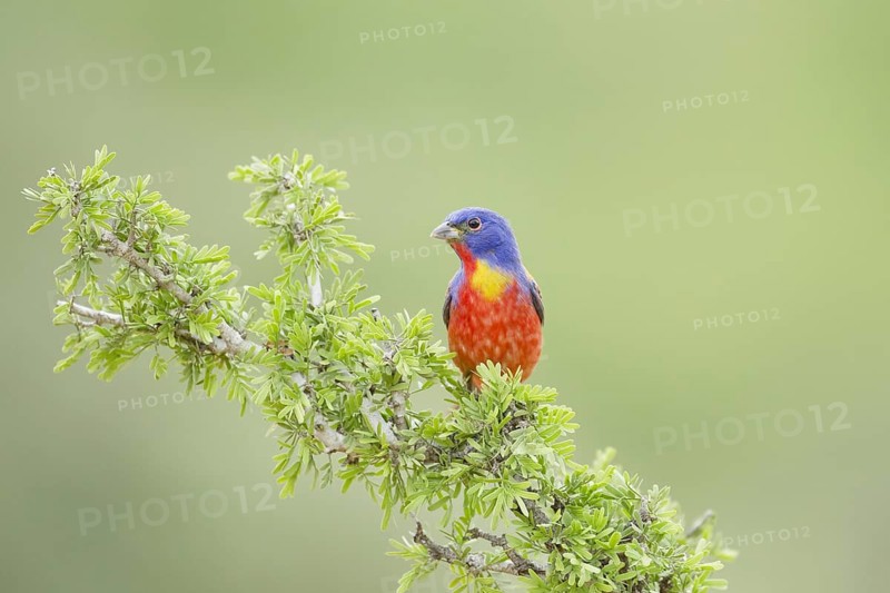 Painted Bunting (Passerina ciris)