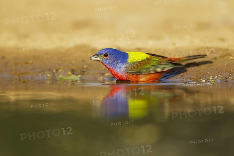 Painted Bunting (Passerina ciris)