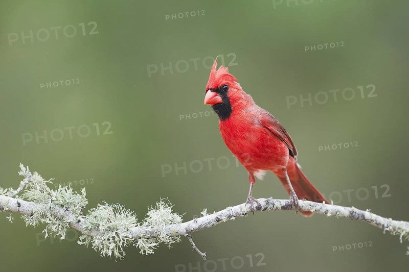 Northern Cardinal (Cardinalis cardinalis)