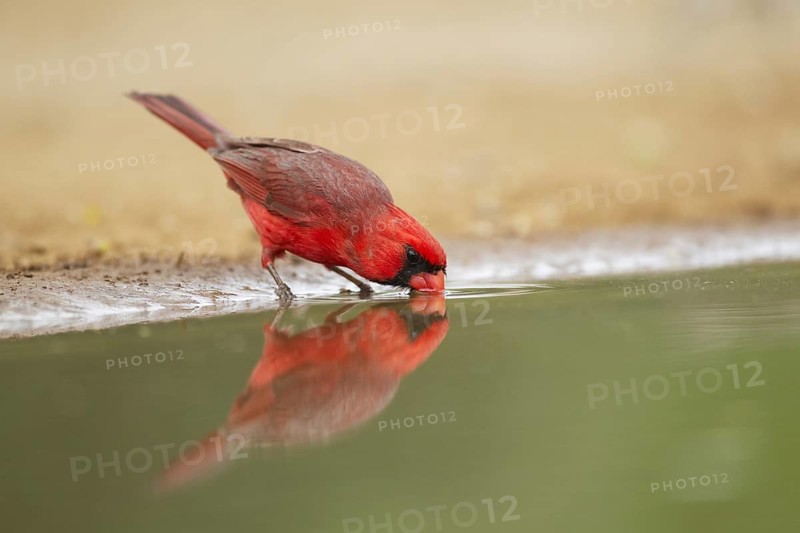 Northern Cardinal (Cardinalis cardinalis)