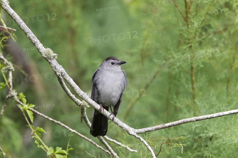 Grey Catbird (Dumetella carolinensis)