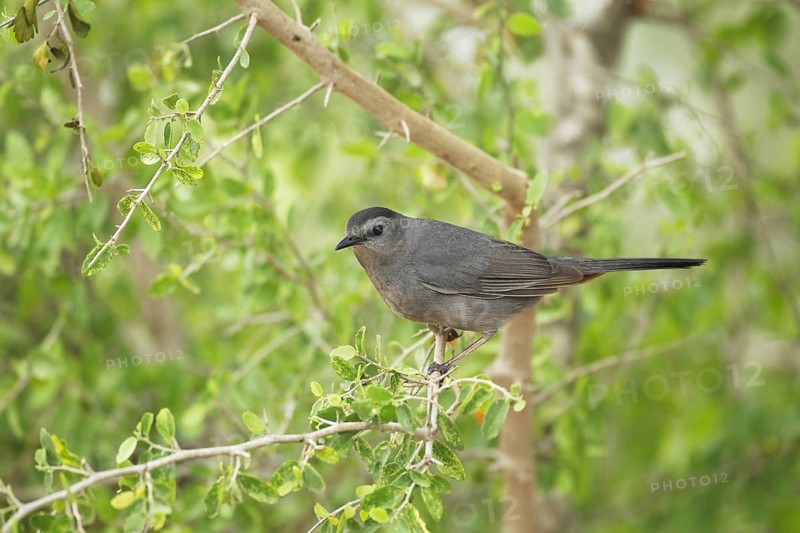 Grey Catbird (Dumetella carolinensis)