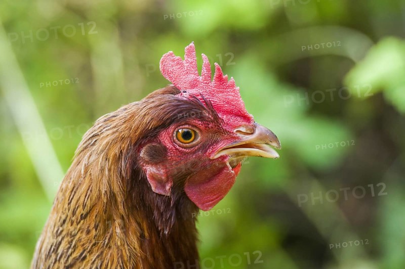 Domestic Chicken(Gallus gallus domesticus)