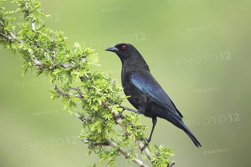 Bronzed Cowbird (Molothrus aeneus)
