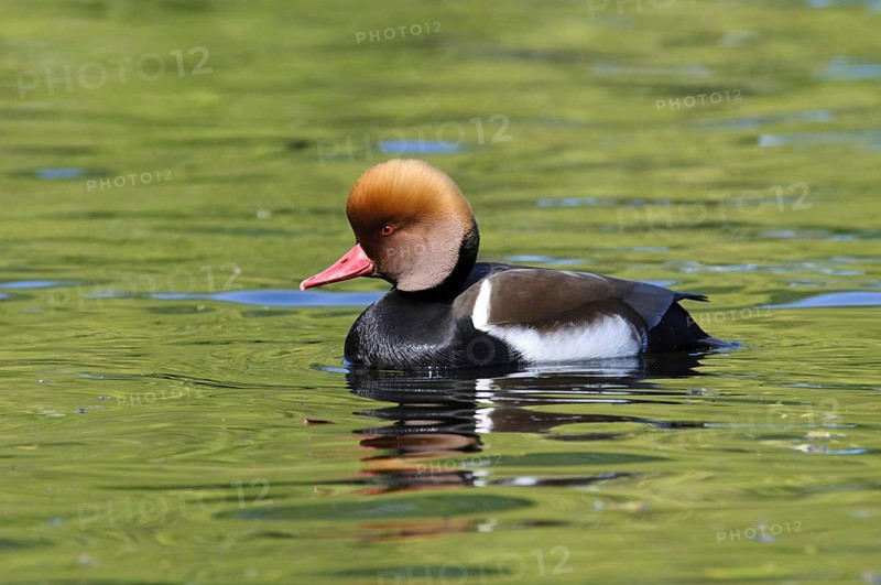 Red-crested Pochard (Netta rufina)