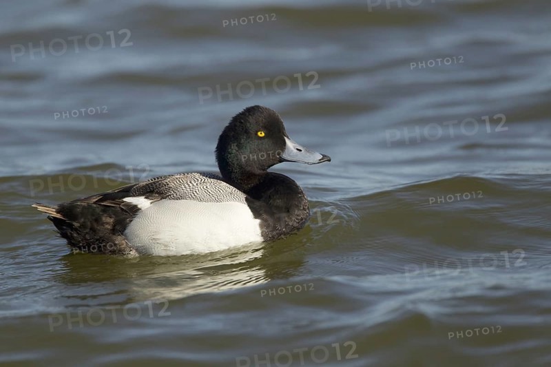Greater Scaup (Aythya marila)