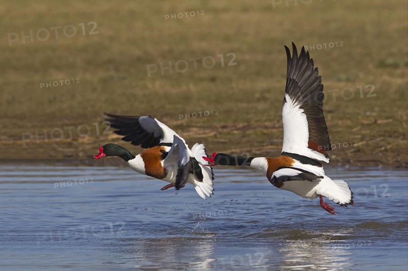 Common Shelducks (Tadorna tadorna)