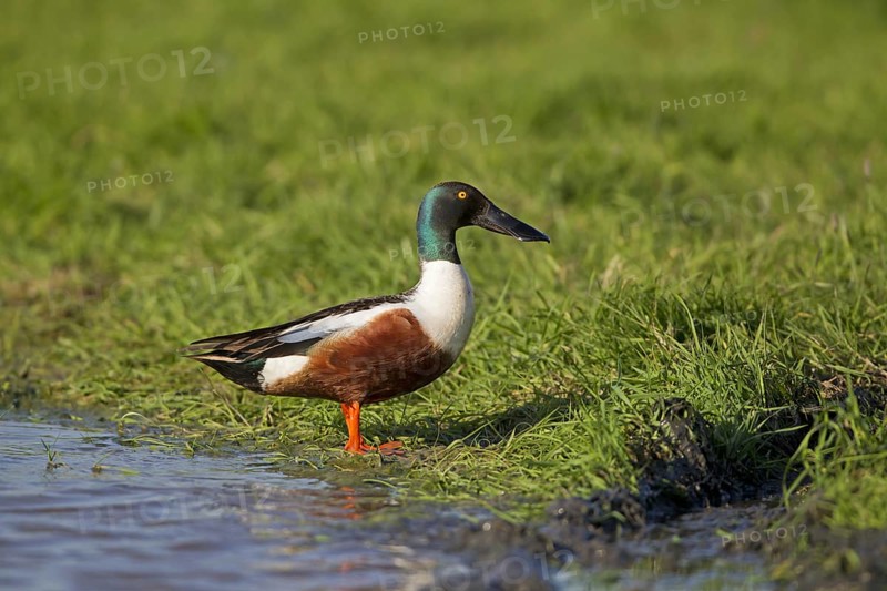 Northern Shoveler (Anas clypeata)