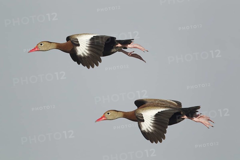 Red-billed Whistling-ducks (Dendrocygna autumnalis)