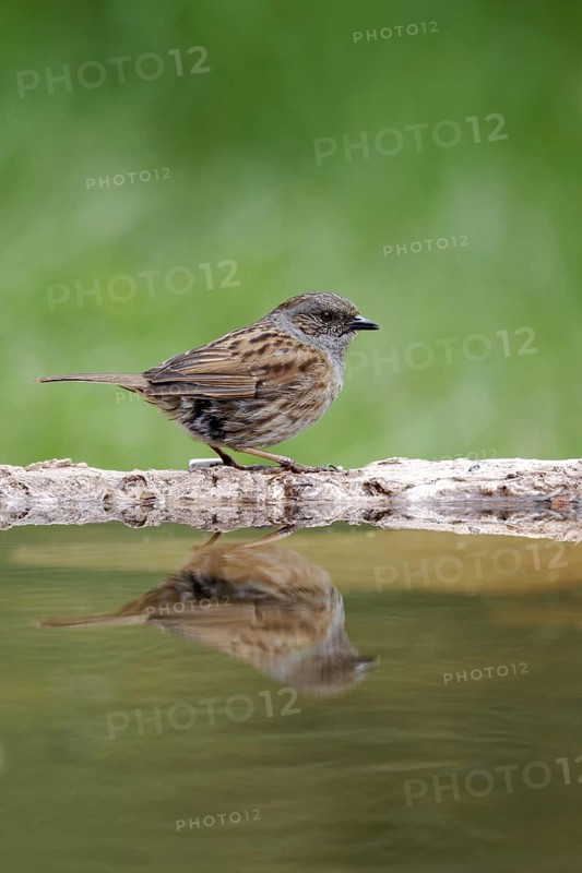 Dunnock (Prunella modularis)