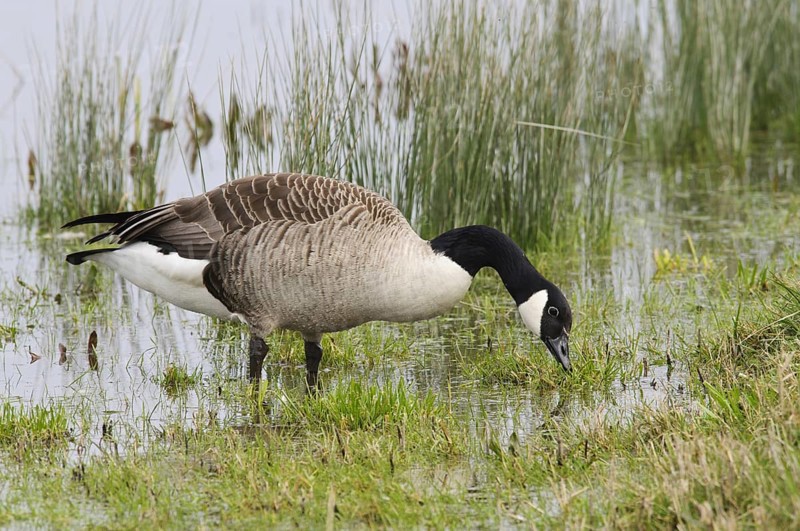 Canada Goose (Branta canadensis)