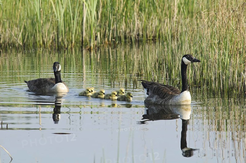 Canada Goose (Branta canadensis)