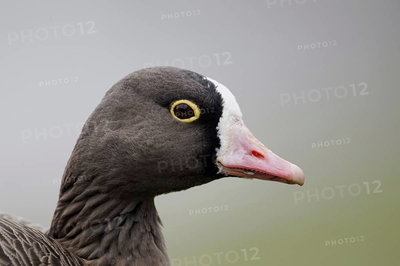 Lesser White-fronted Goose (Anser erythropus) adult