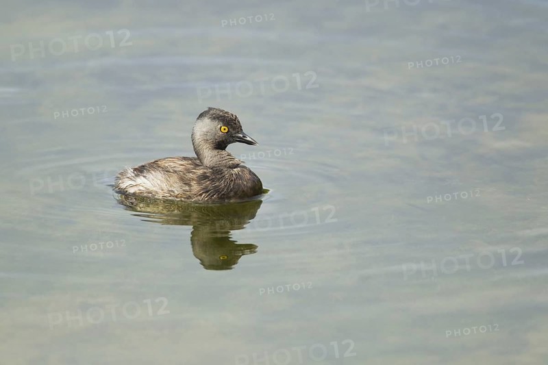 Least Grebe (Tachybaptus dominicus)