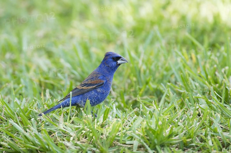 Blue Grosbeak (Passerina caerulea)
