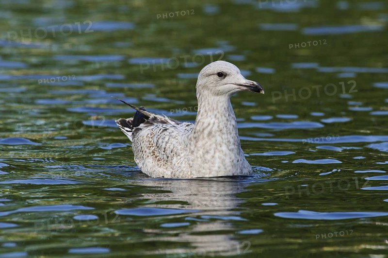 Herring Gull (Larus argentatus)