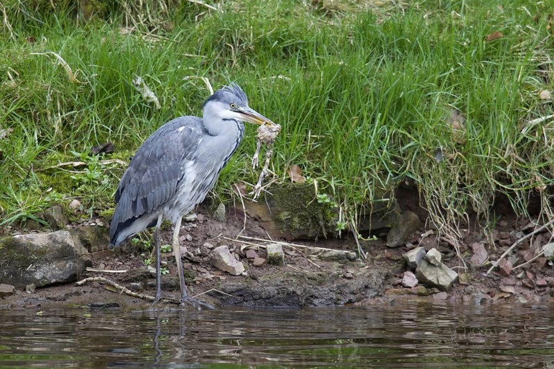 Grey Heron (Ardea cinerea)