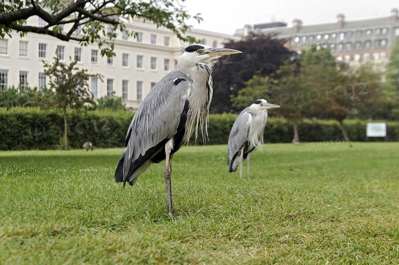 Grey Heron (Ardea cinerea)