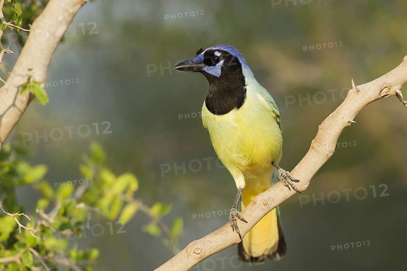 Green Jay (Cyanocorax yncas)