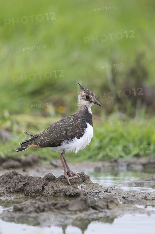 Northern Lapwing (Vanellus vanellus)