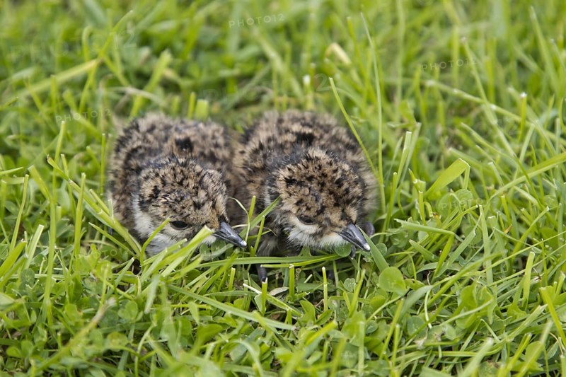 Northern Lapwing (Vanellus vanellus)