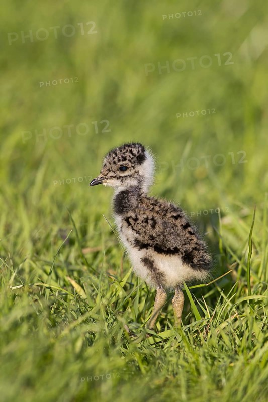 Northern Lapwing (Vanellus vanellus)