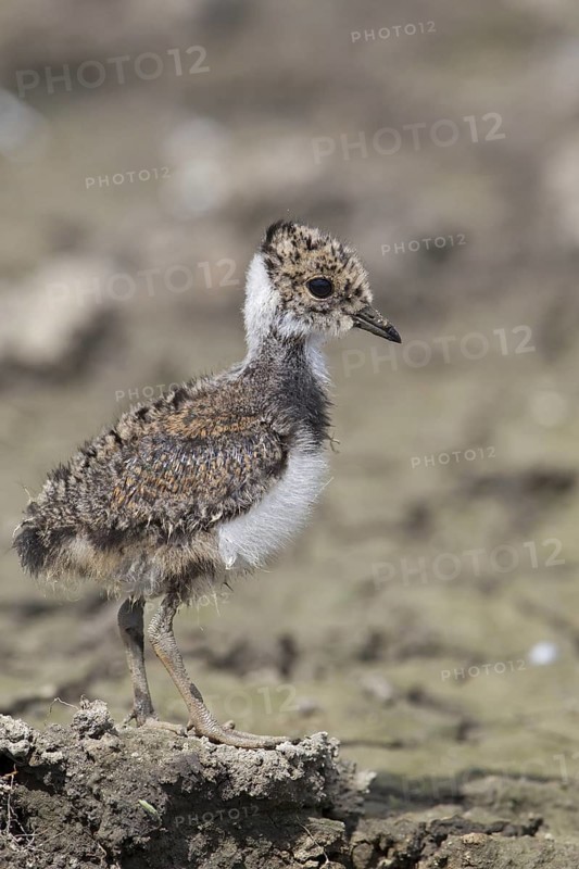 Northern Lapwing (Vanellus vanellus)