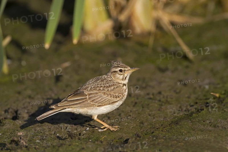 Crested Lark (Galerida cristata)