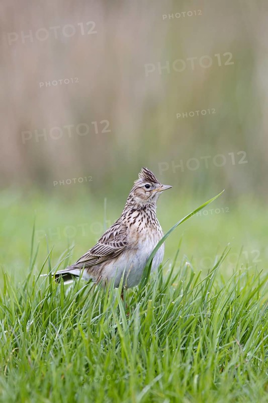 Skylark (Alauda arvensis)