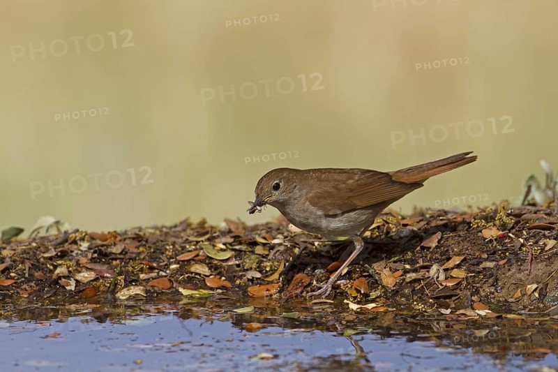Common Nightingale (Luscinia megarhynchos)