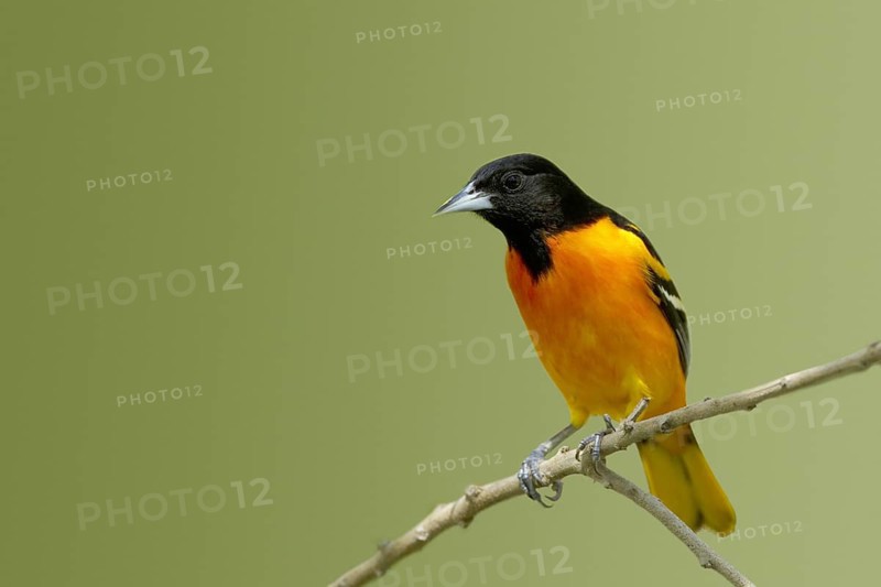 Baltimore Oriole (Icterus galbula)