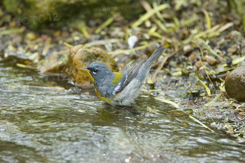Northern Parula (Parula americana)