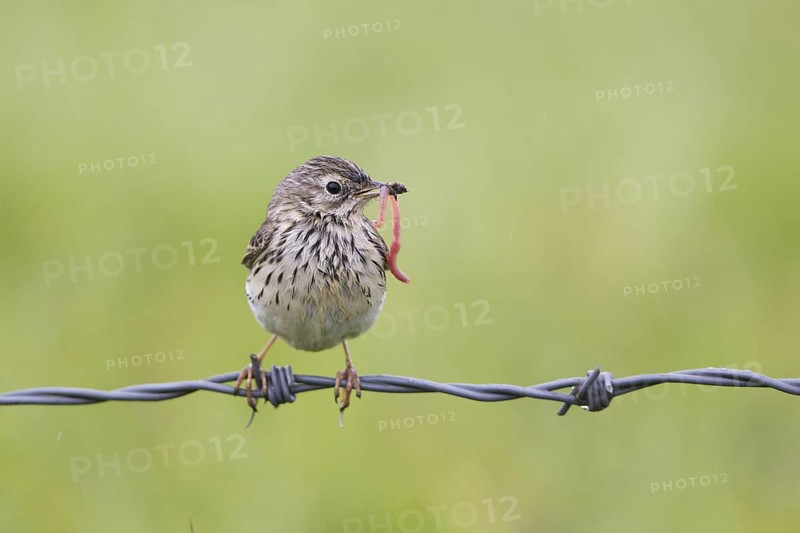 Meadow Pipit (Anthus pratensis)