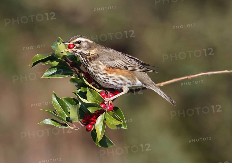 Redwing (Turdus iliacus)
