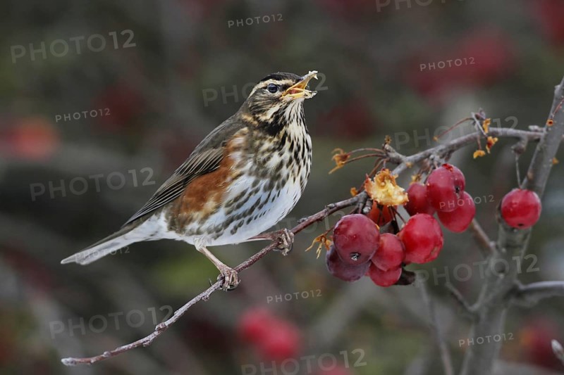Redwing (Turdus iliacus)