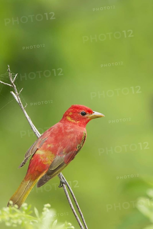 Summer Tanager (Piranga rubra)
