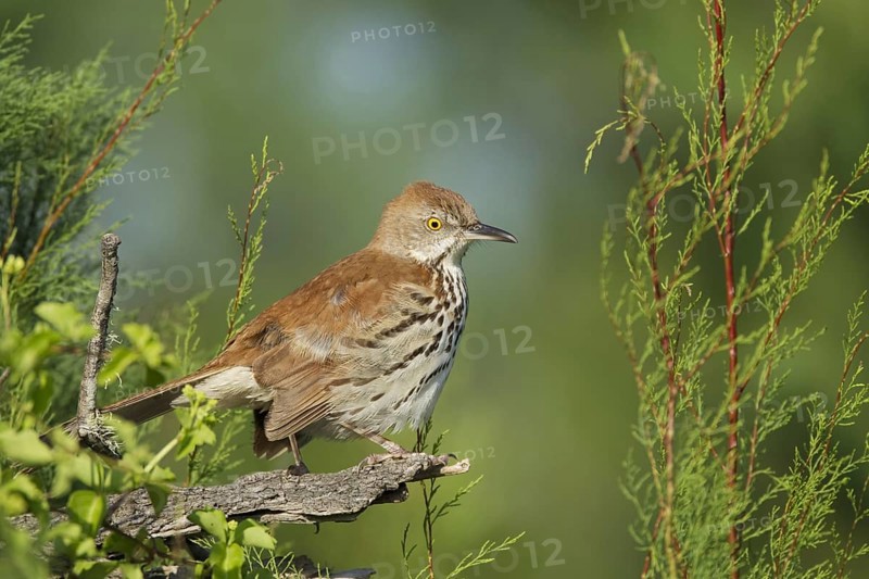 Brown Thrasher (Toxostoma rufum)