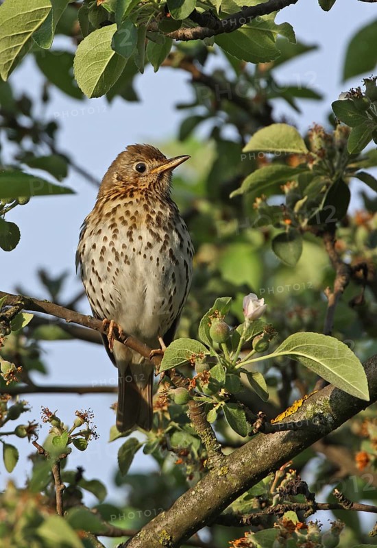 Song Thrush (Turdus philomelos philomelos)