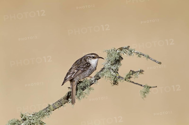 Short-toed Treecreeper (Certhia brachydactyla)