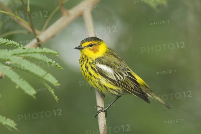 Cape May Warbler (Setophaga tigrina)