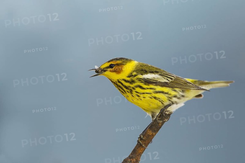 Cape May Warbler (Setophaga tigrina)