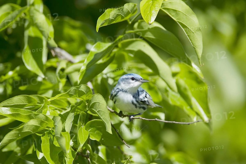 Cerulean Warbler (Dendroica cerulea)