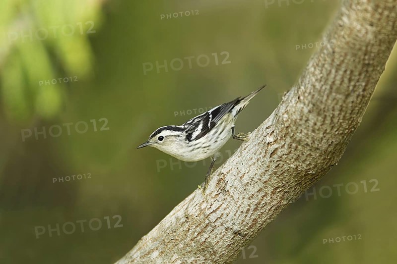 Black-and-white Warbler (Mniotilta varia)