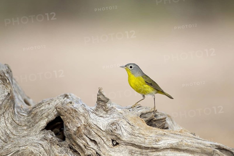 Nashville Warbler (Oreothlypis ruficapilla)