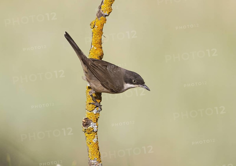 Orphean Warbler (Sylvia hortensis) adult